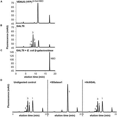 Frontiers | Biochemical And Functional Characterization Of GALT8, An ...